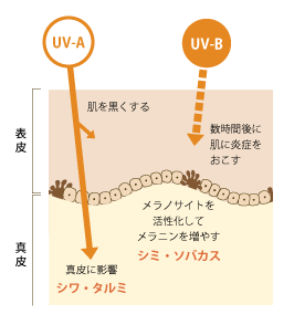 紫外線のUVAとUVBの説明