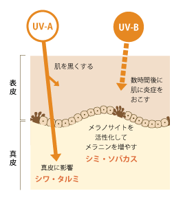 紫外線による肌への影響